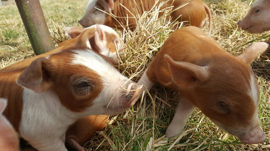 Pasture-Raised Pigs on Green Field