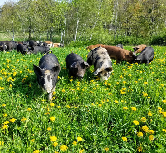 Regenerative Pigs Walking Through Woods