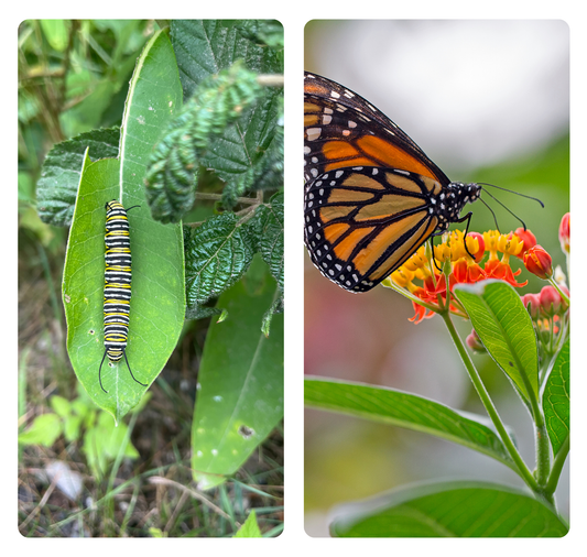Monarchs & Miracles