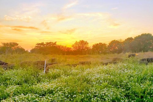 Sunlight Over Regenerative Farm