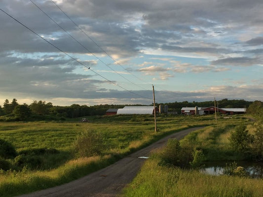 Regenerative Agriculture Field