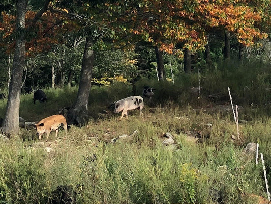 Regenerative Pigs in a Prairie