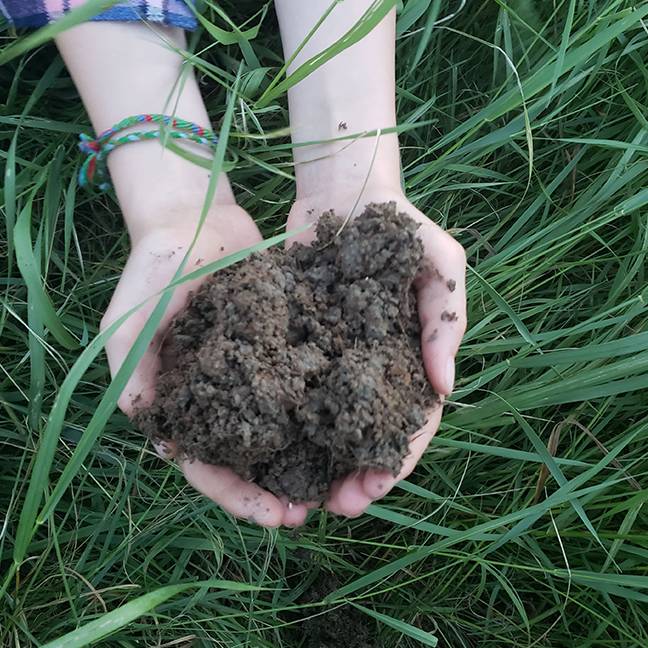 Two hands holding rich soil from a regenerative farm